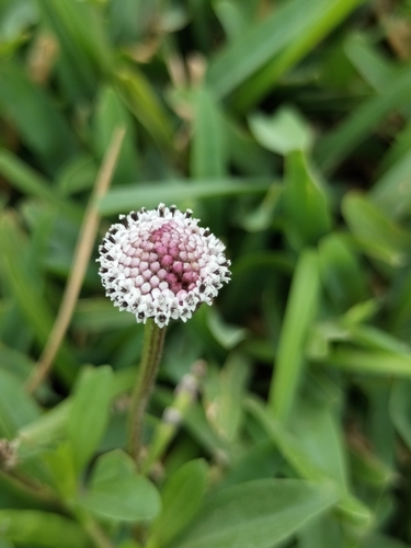 Spilanthes leiocarpa, photograph 6