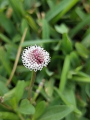 Spilanthes leiocarpa, photograph (c) Ellky Arteta Paredes, some rights reserved (CC BY)