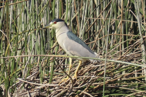 iNaturalist observation photo of Black-crowned Night Heron