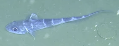 Banded Whip-Tail photo 3