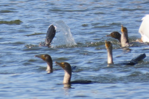 iNaturalist observation photo of Double-crested Cormorant