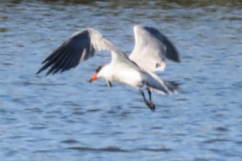 iNaturalist observation photo of Caspian Tern