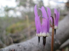 Primula frigida