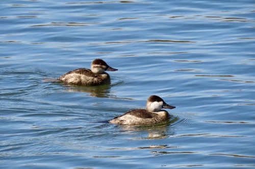 iNaturalist observation photo of Ruddy Duck