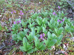 Primula frigida