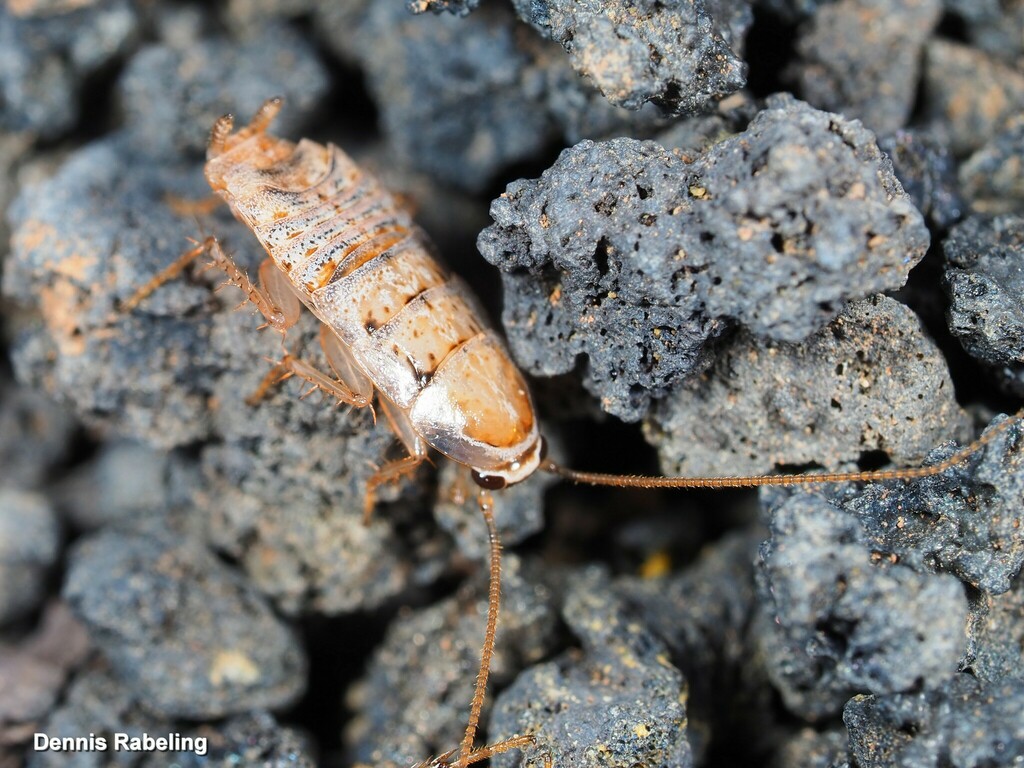 Phyllodromica lindbergi