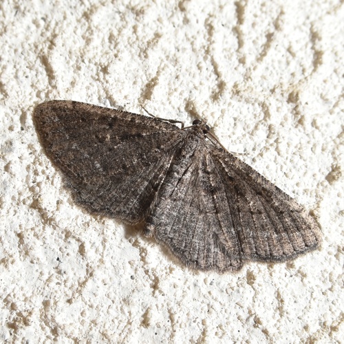 Rhoptria asperaria