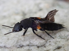 Platydracus fossator