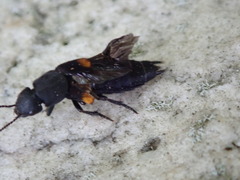 Platydracus fossator