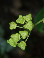 Ceanothus americanus