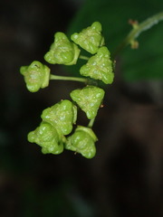 Ceanothus americanus
