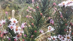 Diplostephium hartwegii