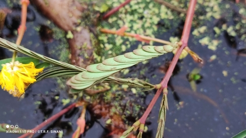 Image of Neptunia oleracea by (c) Thomaz Ricardo Favreto Sinani, some rights reserved (CC BY)