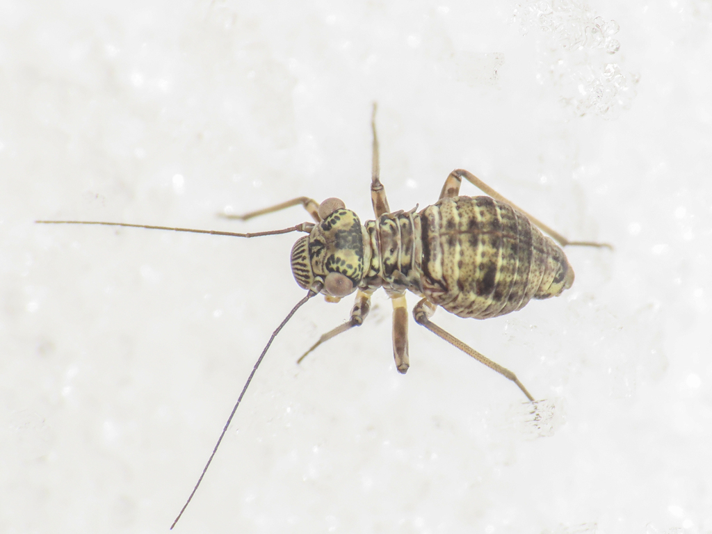 Mesopsocus vernus