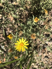 Heterotheca polothrix