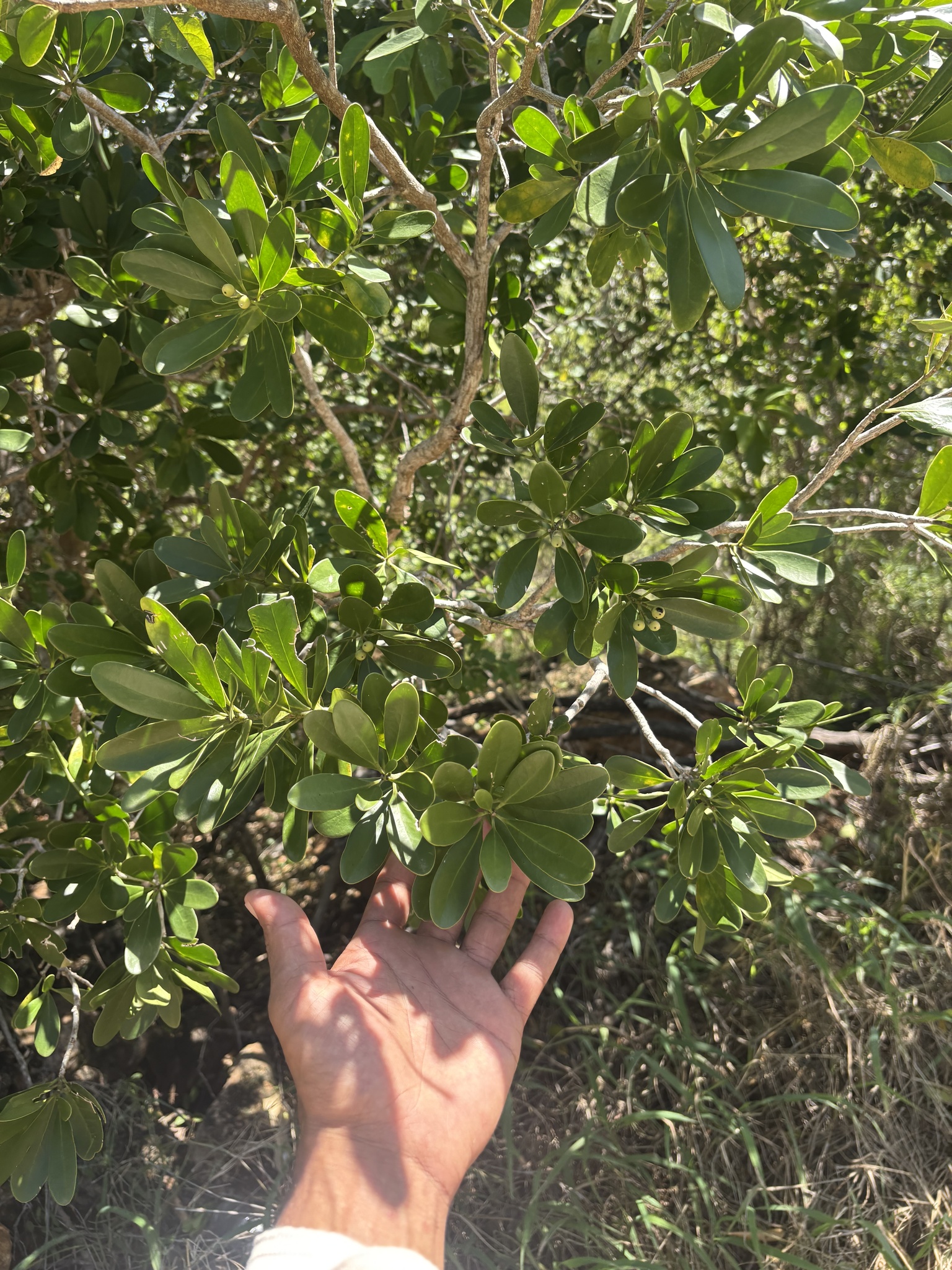 Imagem de Canela-branca