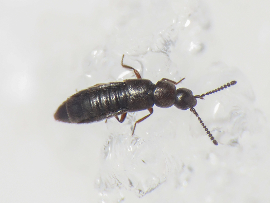 Poromniusa procidua