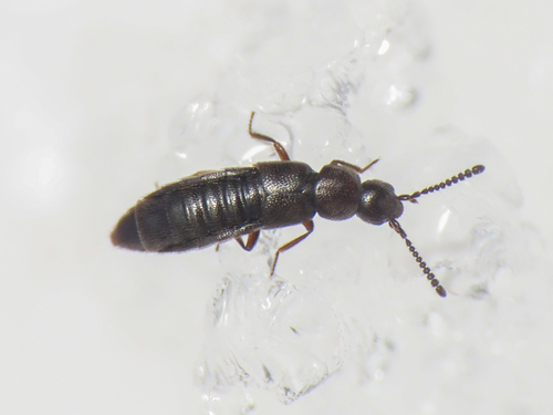 Poromniusa procidua