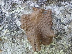 Lasallia pensylvanica