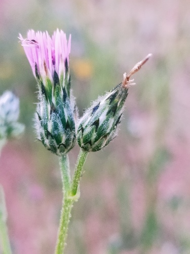 Volutaria saharae