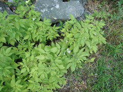 Aruncus dioicus