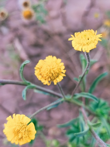 Pulicaria inuloides