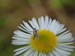 Schreckensteinia erythriella