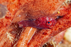 Red Clingfish photo 3