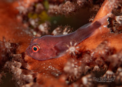 Red Clingfish photo 2