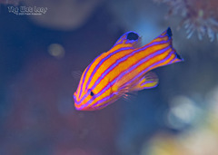 Candy Basslet photo 2