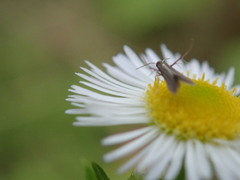 Schreckensteinia erythriella