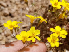 Leptosiphon chrysanthus
