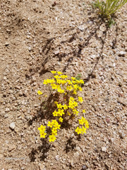 Leptosiphon chrysanthus