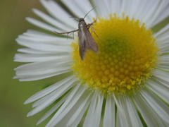 Schreckensteinia erythriella