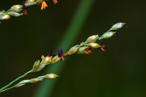 Panicum gouinii