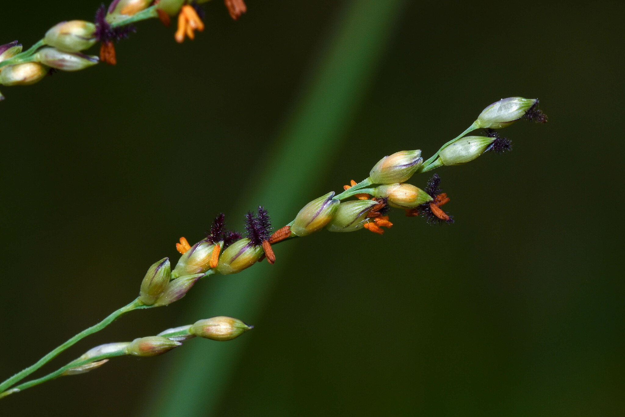 Panicum gouinii