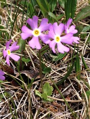 Primula mistassinica
