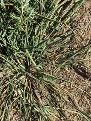 Echinochloa crus-galli