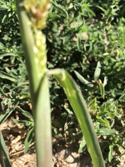 Echinochloa crus-galli