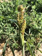 Echinochloa crus-galli