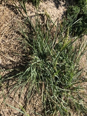 Echinochloa crus-galli