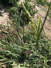 Echinochloa crus-galli