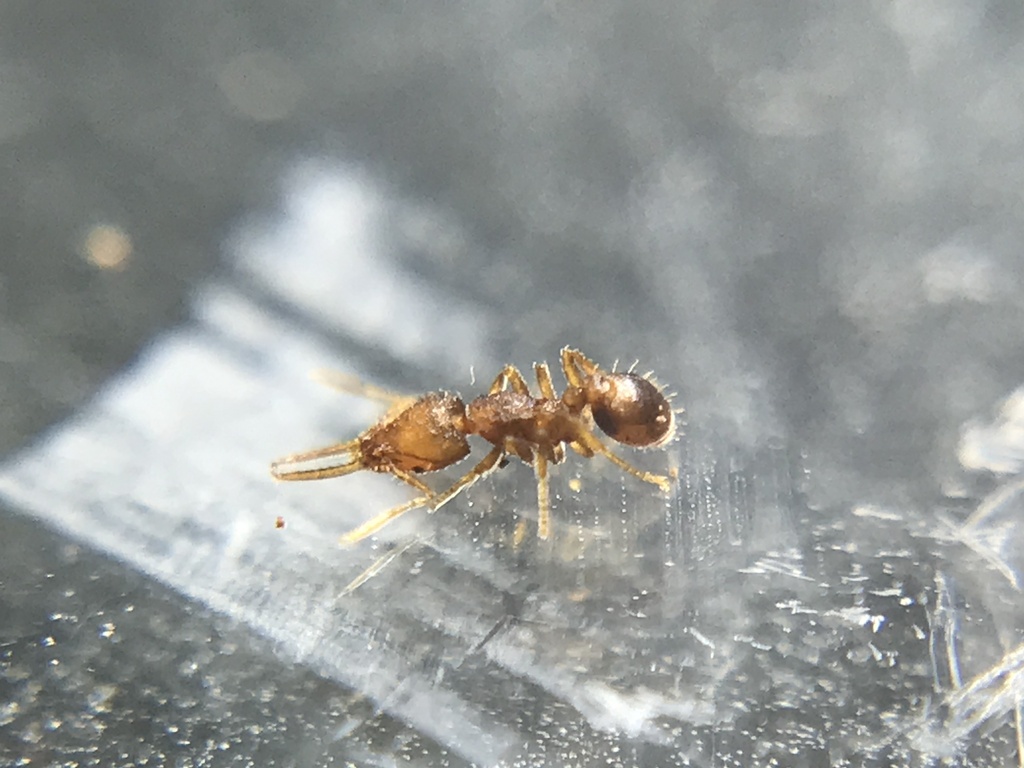 Strumigenys denticulata