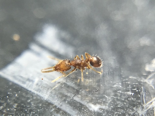 Strumigenys denticulata