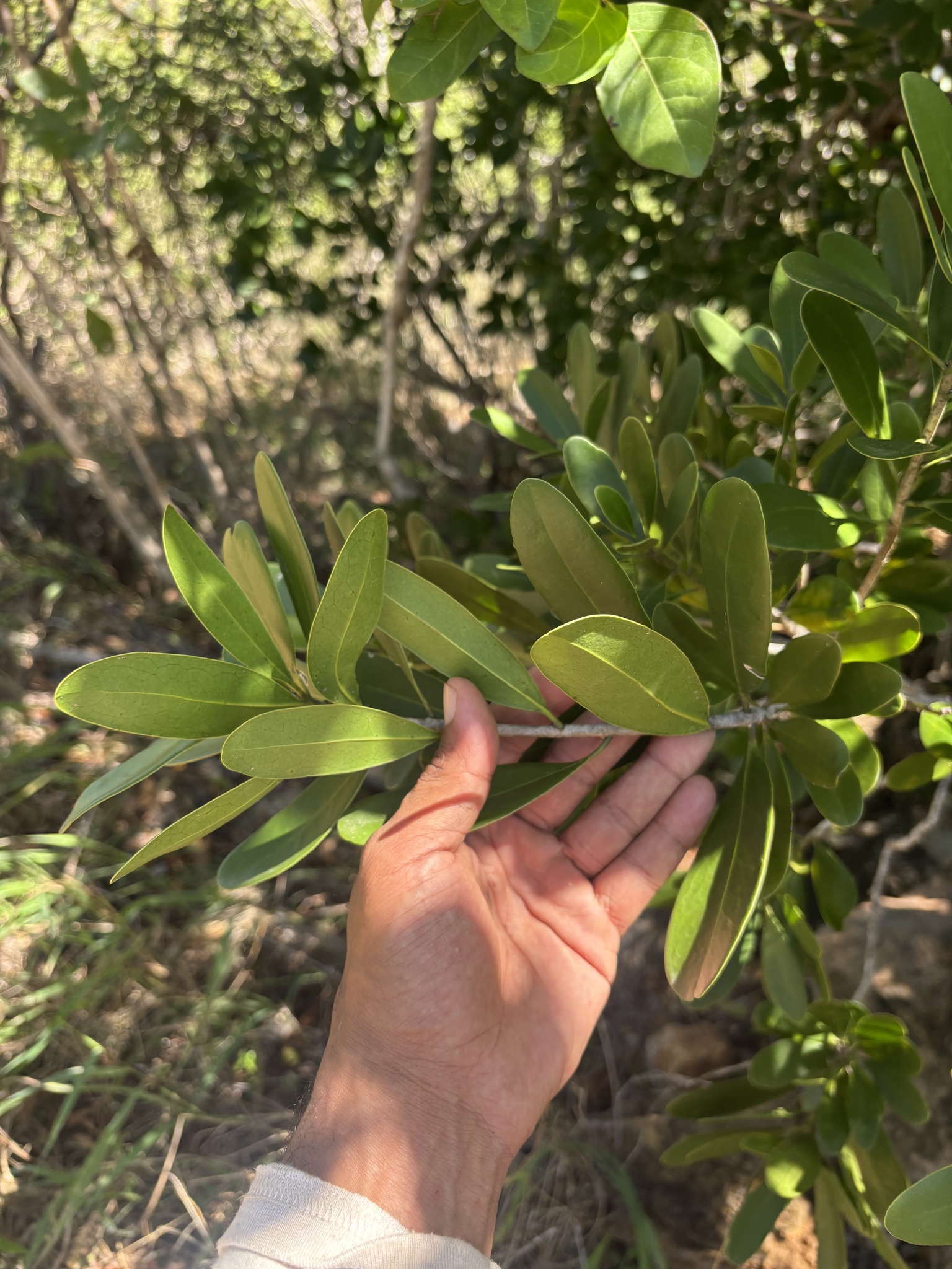 Imagem de Canela-branca