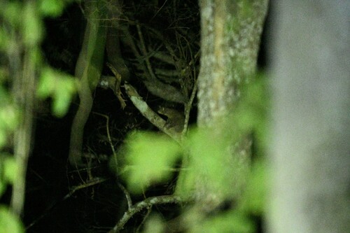Perodicticus potto juju