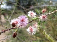Mimosa aculeaticarpa