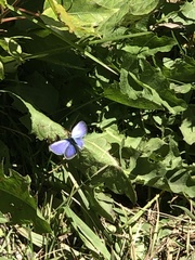 Glaucopsyche lygdamus