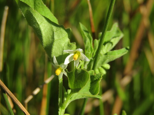 Foto de Solanum sanfurgoi