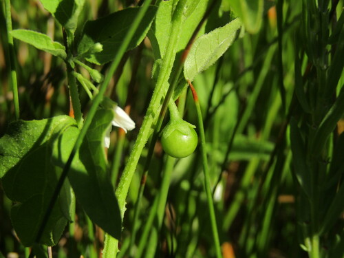 Foto de Solanum sanfurgoi